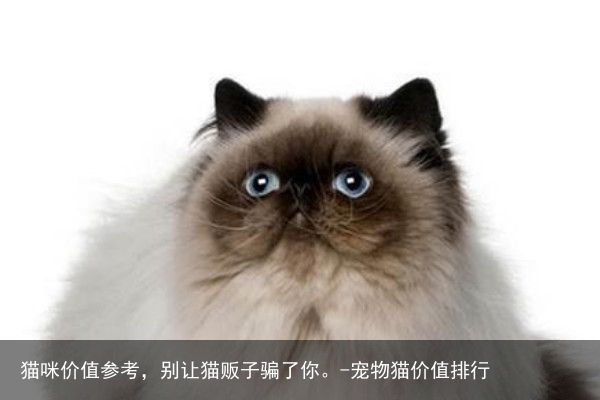 猫咪价值参考，别让猫贩子骗了你。-宠物猫价值排行