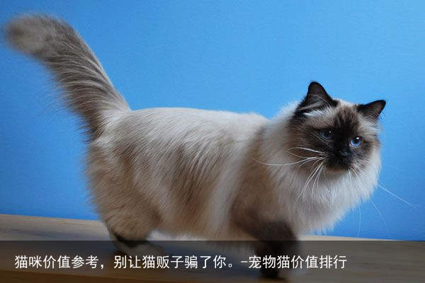 猫咪价值参考，别让猫贩子骗了你。-宠物猫价值排行