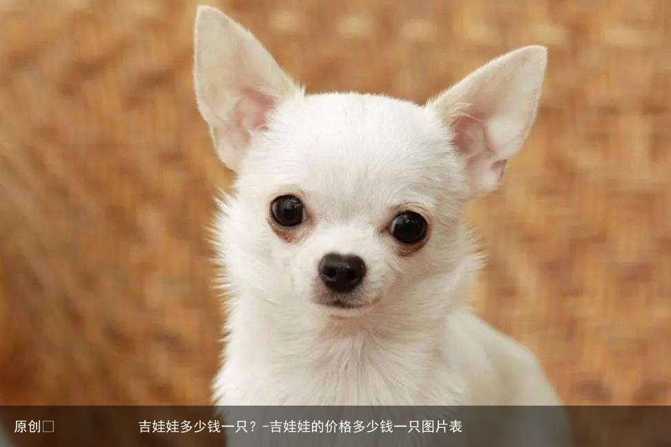 吉娃娃多少钱一只？-吉娃娃的价格多少钱一只图片表