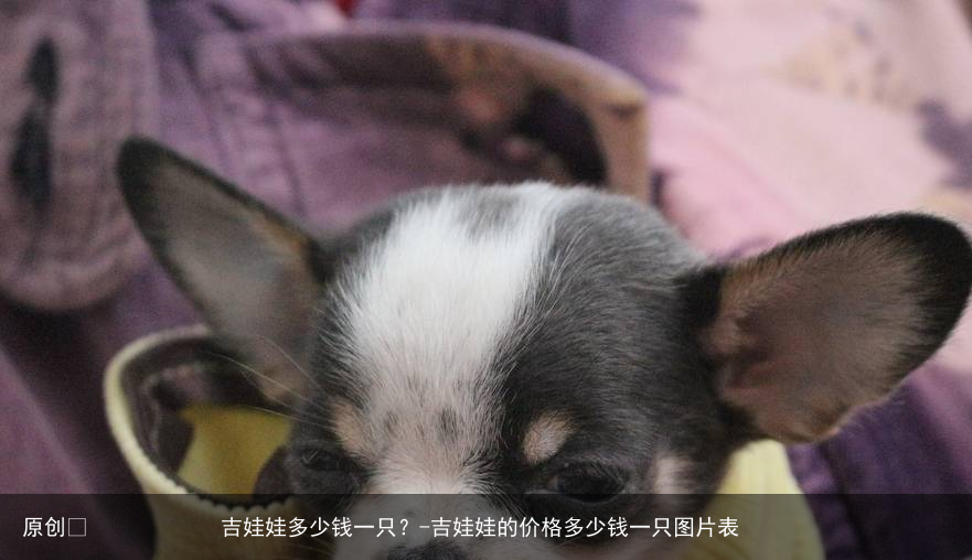 吉娃娃多少钱一只？-吉娃娃的价格多少钱一只图片表