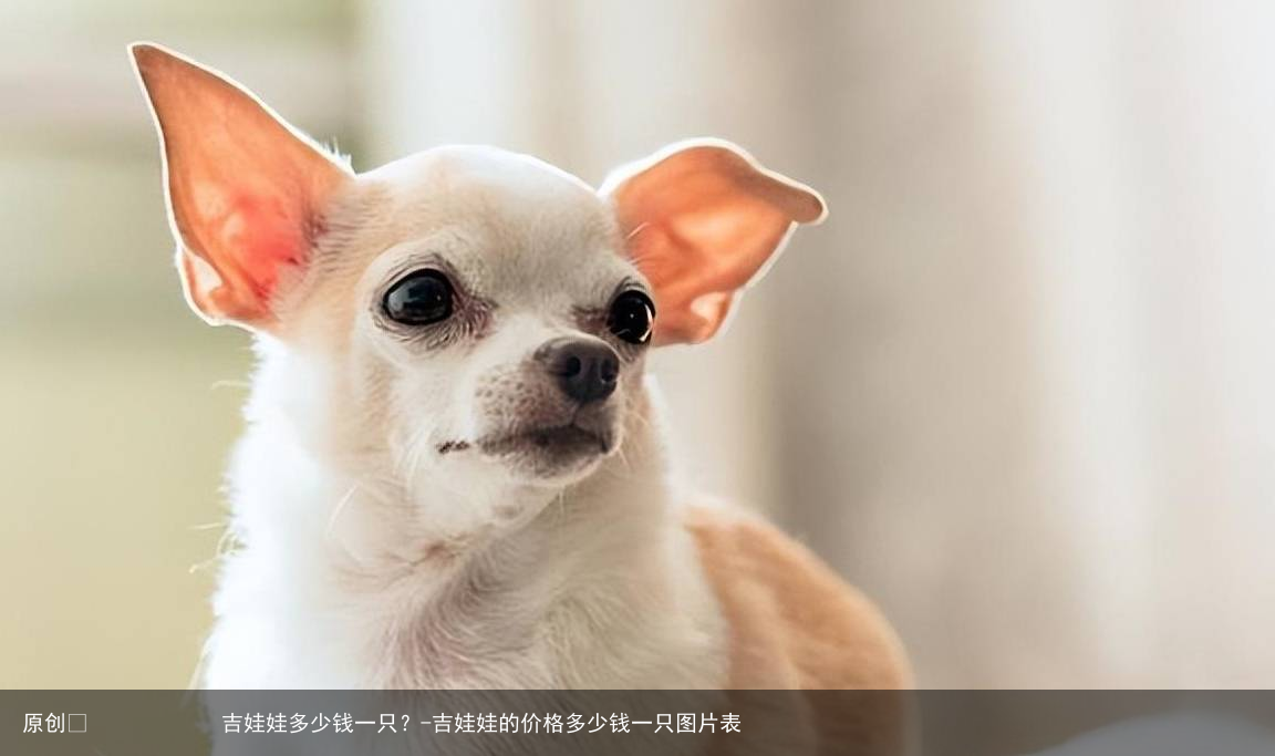吉娃娃多少钱一只？-吉娃娃的价格多少钱一只图片表