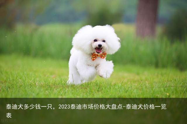 泰迪犬多少钱一只，2023泰迪市场价格大盘点-泰迪犬价格一览表