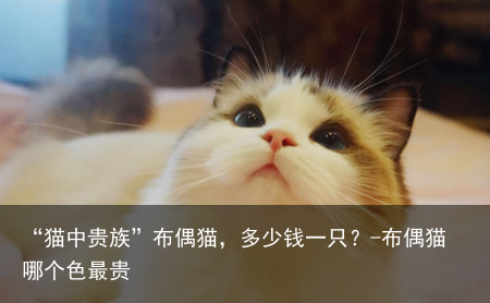 “猫中贵族”布偶猫，多少钱一只？-布偶猫哪个色最贵