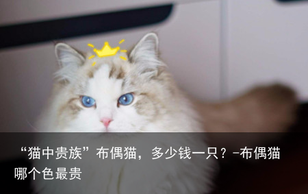 “猫中贵族”布偶猫，多少钱一只？-布偶猫哪个色最贵