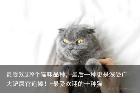 最受欢迎9个猫咪品种，最后一种更是深受广大铲屎官追捧！-最受欢迎的十种猫