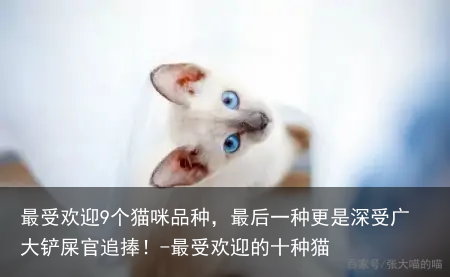 最受欢迎9个猫咪品种，最后一种更是深受广大铲屎官追捧！-最受欢迎的十种猫