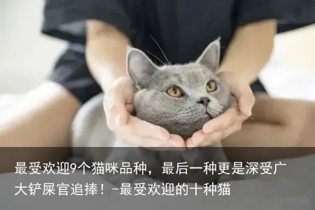 最受欢迎9个猫咪品种，最后一种更是深受广大铲屎官追捧！-最受欢迎的十种猫