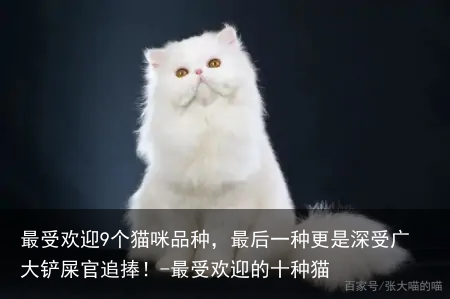 最受欢迎9个猫咪品种，最后一种更是深受广大铲屎官追捧！-最受欢迎的十种猫