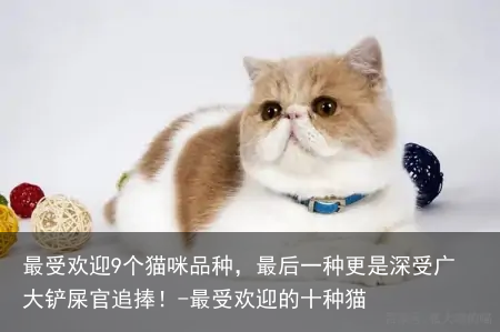 最受欢迎9个猫咪品种，最后一种更是深受广大铲屎官追捧！-最受欢迎的十种猫