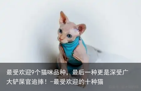 最受欢迎9个猫咪品种，最后一种更是深受广大铲屎官追捧！-最受欢迎的十种猫