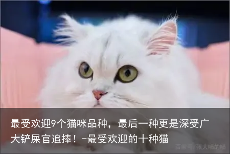 最受欢迎9个猫咪品种，最后一种更是深受广大铲屎官追捧！-最受欢迎的十种猫