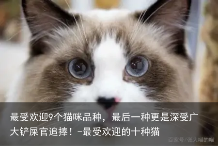 最受欢迎9个猫咪品种，最后一种更是深受广大铲屎官追捧！-最受欢迎的十种猫