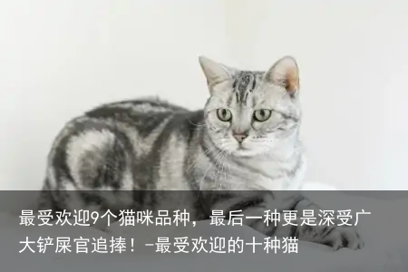 最受欢迎9个猫咪品种，最后一种更是深受广大铲屎官追捧！-最受欢迎的十种猫