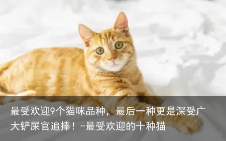 最受欢迎9个猫咪品种，最后一种更是深受广大铲屎官追捧！-最受欢迎的十种猫