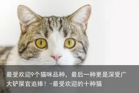 最受欢迎9个猫咪品种，最后一种更是深受广大铲屎官追捧！-最受欢迎的十种猫