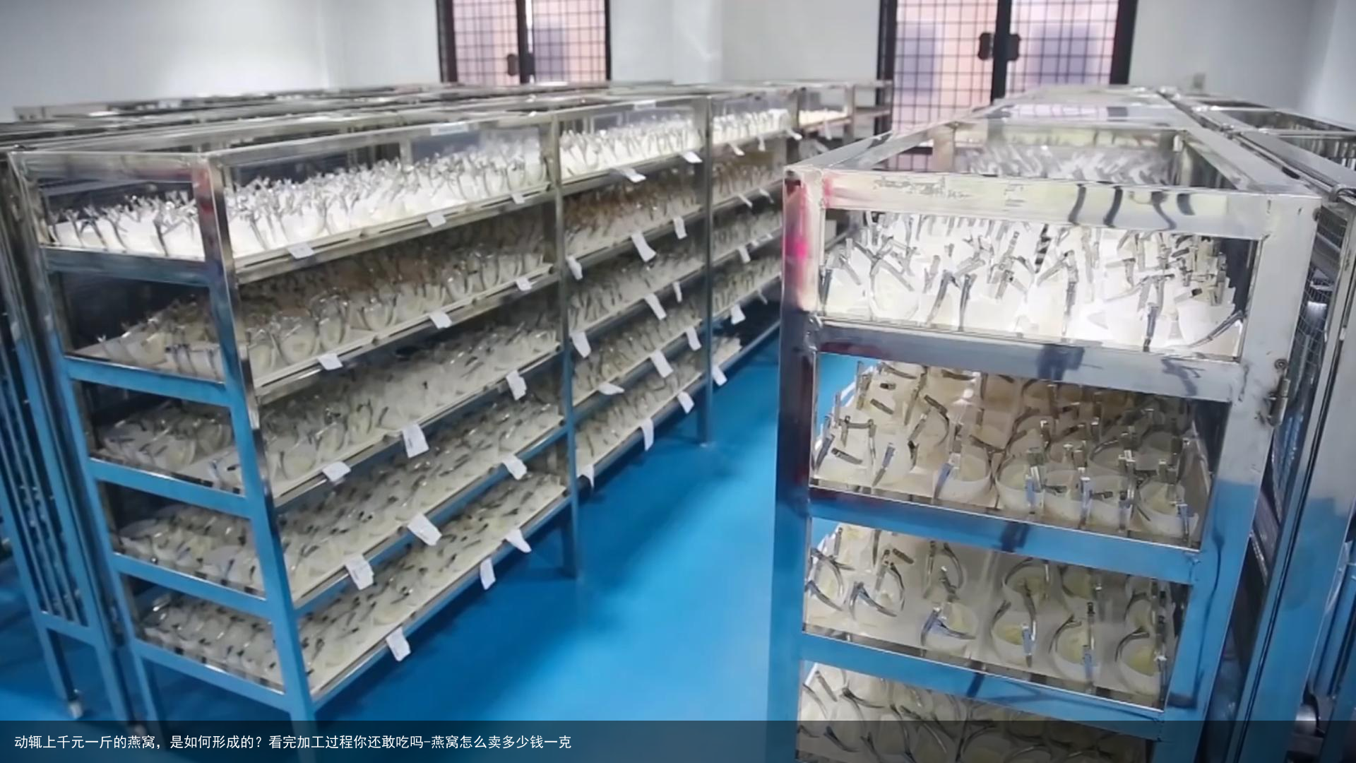 动辄上千元一斤的燕窝，是如何形成的？看完加工过程你还敢吃吗-燕窝怎么卖多少钱一克