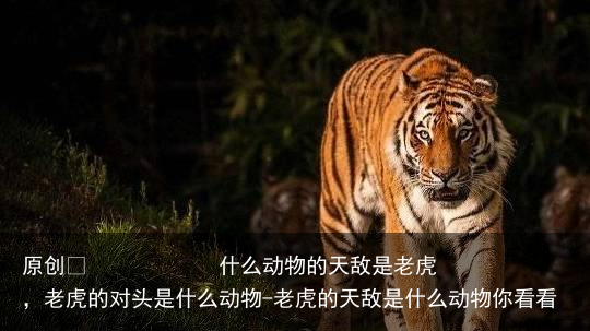 什么动物的天敌是老虎，老虎的对头是什么动物-老虎的天敌是什么动物你看看