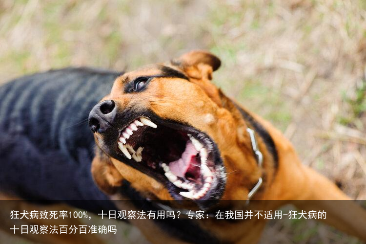 狂犬病致死率100%，十日观察法有用吗？专家：在我国并不适用-狂犬病的十日观察法百分百准确吗