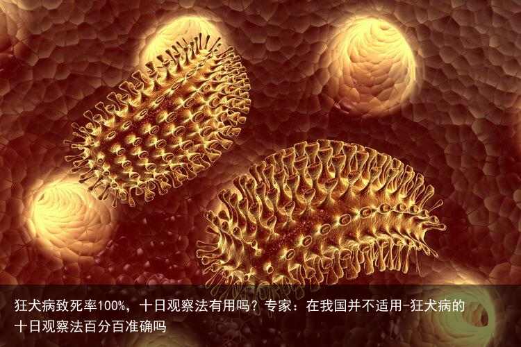 狂犬病致死率100%，十日观察法有用吗？专家：在我国并不适用-狂犬病的十日观察法百分百准确吗