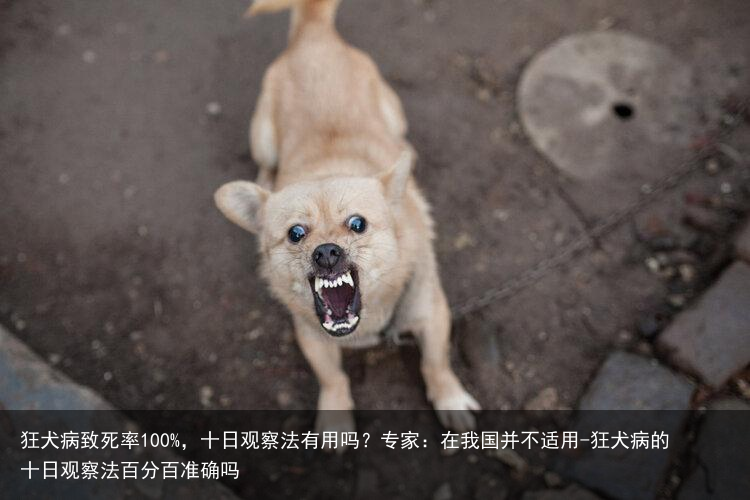 狂犬病致死率100%，十日观察法有用吗？专家：在我国并不适用-狂犬病的十日观察法百分百准确吗
