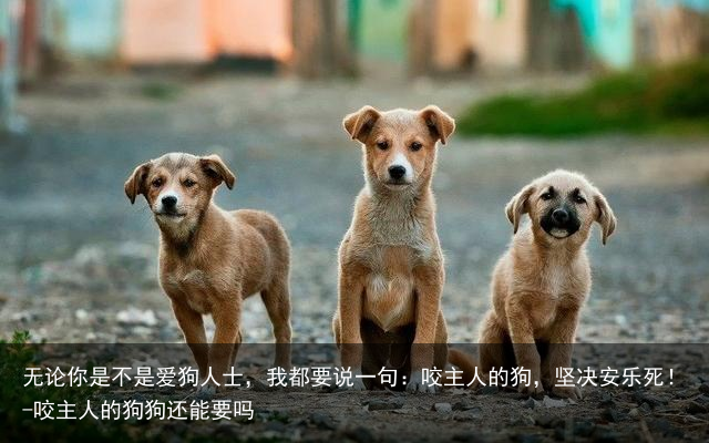 无论你是不是爱狗人士，我都要说一句：咬主人的狗，坚决安乐死！-咬主人的狗狗还能要吗