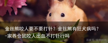 金丝熊咬人要不要打针？金丝熊有狂犬病吗？-家养仓鼠咬人出血不打针行吗