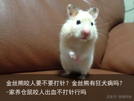 金丝熊咬人要不要打针？金丝熊有狂犬病吗？-家养仓鼠咬人出血不打针行吗