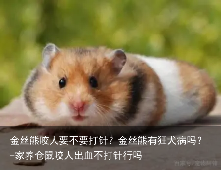 金丝熊咬人要不要打针？金丝熊有狂犬病吗？-家养仓鼠咬人出血不打针行吗