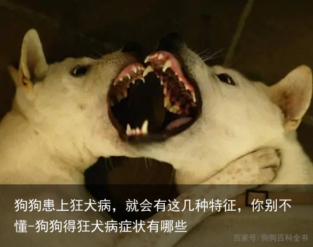 狗狗患上狂犬病，就会有这几种特征，你别不懂-狗狗得狂犬病症状有哪些