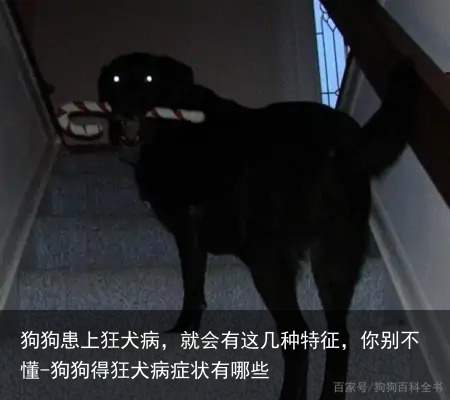 狗狗患上狂犬病，就会有这几种特征，你别不懂-狗狗得狂犬病症状有哪些
