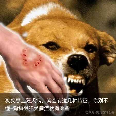 狗狗患上狂犬病，就会有这几种特征，你别不懂-狗狗得狂犬病症状有哪些
