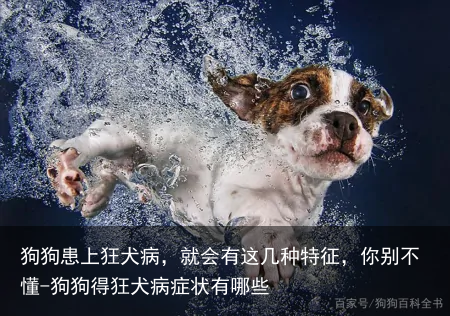 狗狗患上狂犬病，就会有这几种特征，你别不懂-狗狗得狂犬病症状有哪些