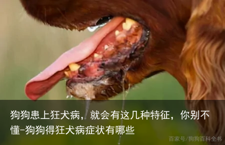 狗狗患上狂犬病，就会有这几种特征，你别不懂-狗狗得狂犬病症状有哪些