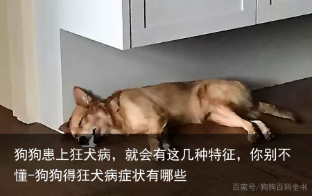 狗狗患上狂犬病，就会有这几种特征，你别不懂-狗狗得狂犬病症状有哪些