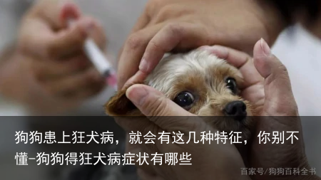 狗狗患上狂犬病，就会有这几种特征，你别不懂-狗狗得狂犬病症状有哪些