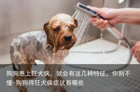狗狗患上狂犬病，就会有这几种特征，你别不懂-狗狗得狂犬病症状有哪些