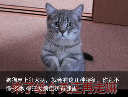 狗狗患上狂犬病，就会有这几种特征，你别不懂-狗狗得狂犬病症状有哪些