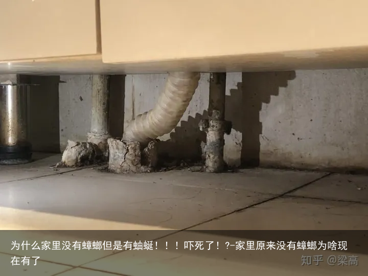 为什么家里没有蟑螂但是有蚰蜒！！！吓死了！?-家里原来没有蟑螂为啥现在有了