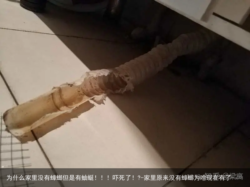为什么家里没有蟑螂但是有蚰蜒！！！吓死了！?-家里原来没有蟑螂为啥现在有了