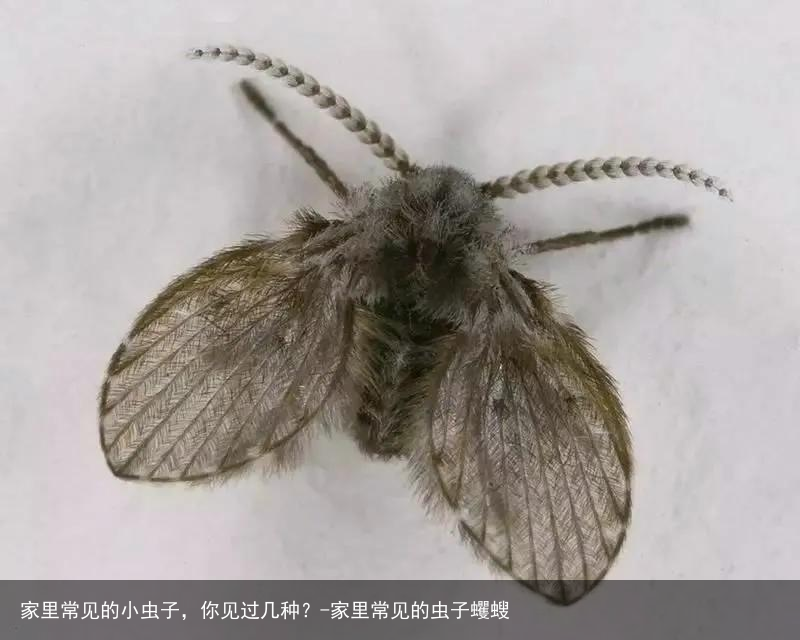 家里常见的小虫子，你见过几种？-家里常见的虫子蠼螋