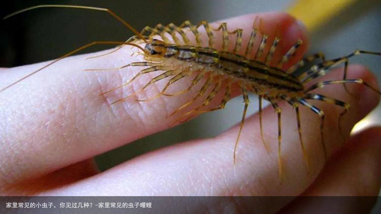 家里常见的小虫子，你见过几种？-家里常见的虫子蠼螋