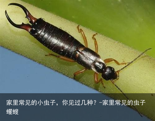 家里常见的小虫子，你见过几种？-家里常见的虫子蠼螋