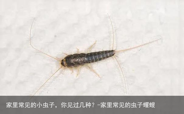 家里常见的小虫子，你见过几种？-家里常见的虫子蠼螋