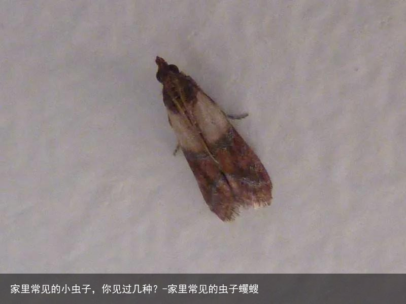 家里常见的小虫子，你见过几种？-家里常见的虫子蠼螋
