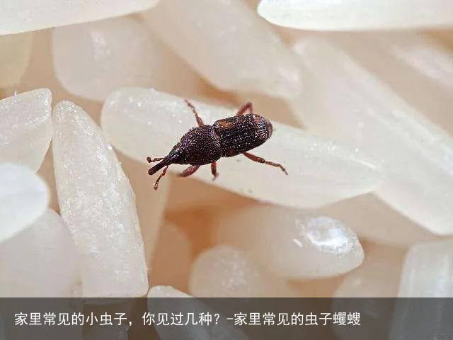 家里常见的小虫子，你见过几种？-家里常见的虫子蠼螋