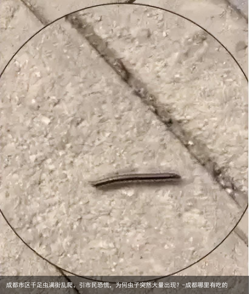 成都市区千足虫满街乱爬，引市民恐慌，为何虫子突然大量出现？-成都哪里有吃的