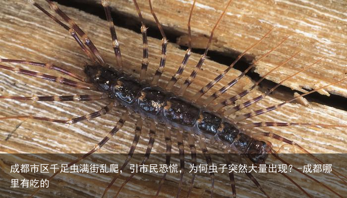 成都市区千足虫满街乱爬，引市民恐慌，为何虫子突然大量出现？-成都哪里有吃的