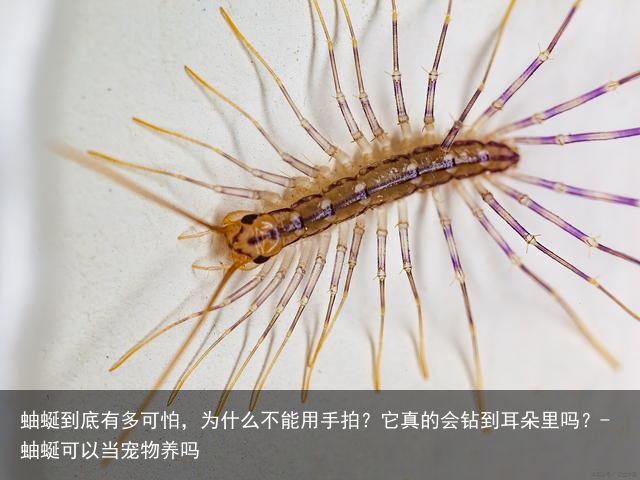 蚰蜒到底有多可怕，为什么不能用手拍？它真的会钻到耳朵里吗？-蚰蜒可以当宠物养吗
