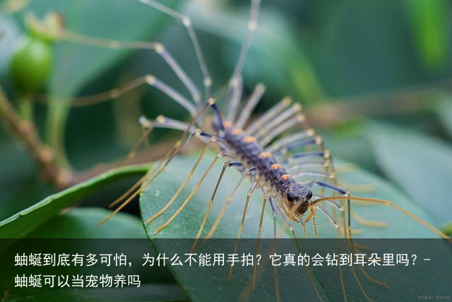 蚰蜒到底有多可怕，为什么不能用手拍？它真的会钻到耳朵里吗？-蚰蜒可以当宠物养吗