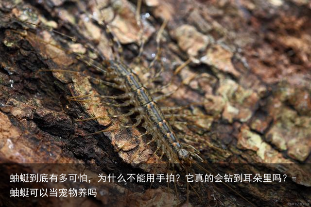 蚰蜒到底有多可怕，为什么不能用手拍？它真的会钻到耳朵里吗？-蚰蜒可以当宠物养吗
